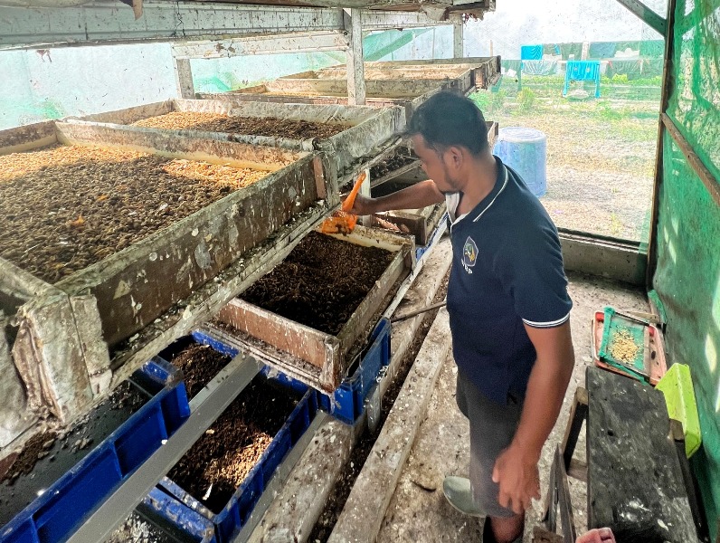 Di Lapas Bengkalis Sampah Jadi Media Budidaya Maggot untuk Pakan Ayam