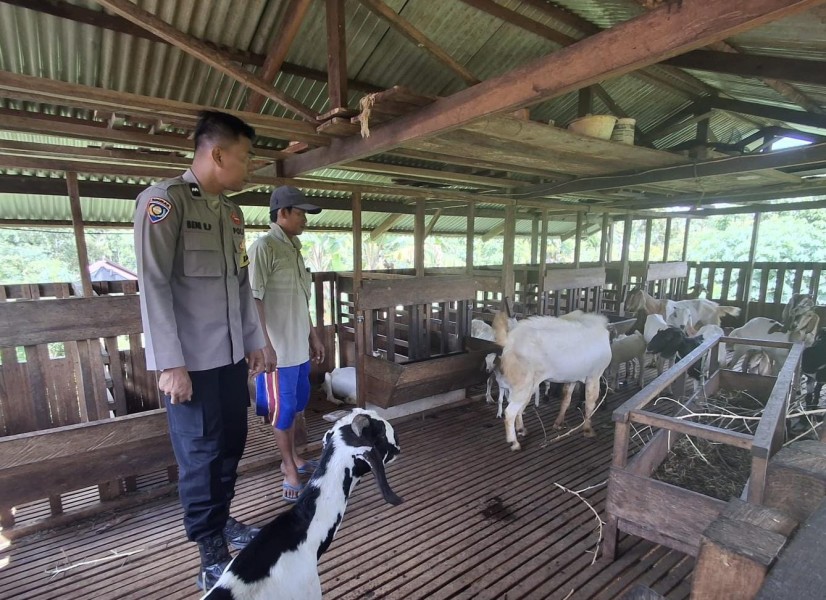 Polsek Lirik Pantau Peternakan Kambing Binaan BUMDes Desa Sukajadi