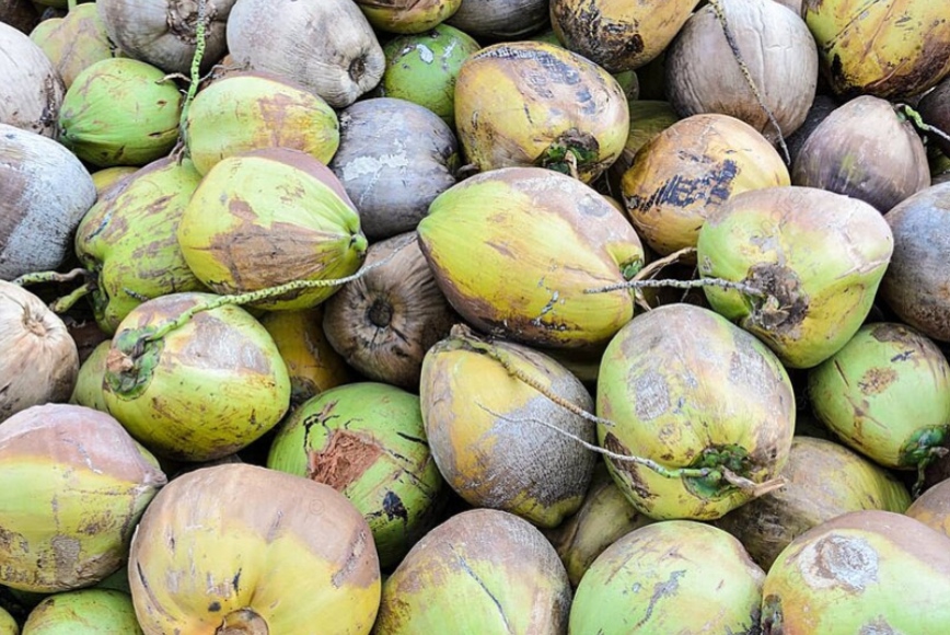 Harga Kelapa Terjun Bebas, Masyarakat Minta Bupati Inhil Bertindak
