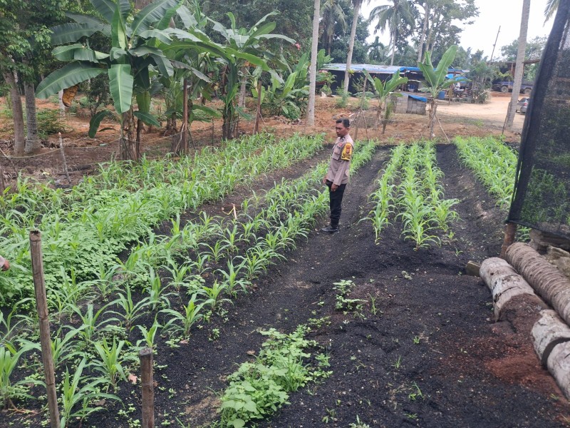 Polsek Lirik dan Kelompok Tani Sagu Tangguh Kompak Wujudkan Swasembada Jagung