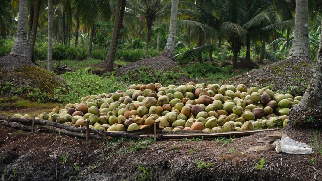 Dinas Pertanian Inhil Imbau Petani Tidak Mudah Terpengaruh Isu Saat Harga Kelapa Turun