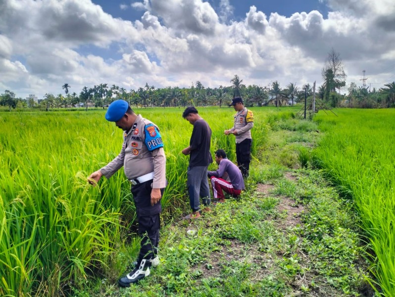 Polsek Tempuling Dukung Swasembada Pangan, Personel Cek Ketahanan Padi di Pangkalan Tujuh