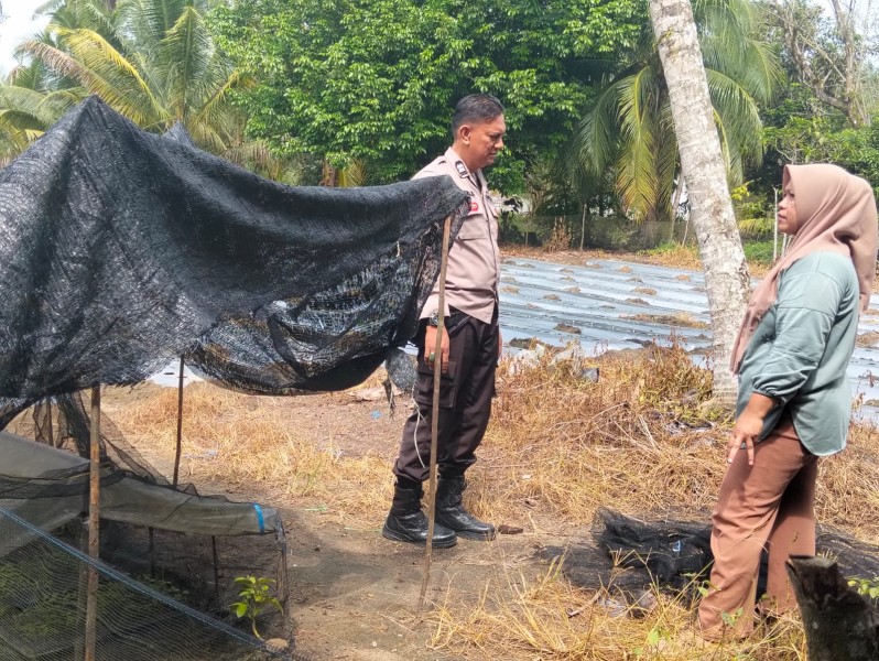 Dukung Swasembada Pangan, Polres Inhu Monitoring 2.000 Batang Cabai di Pekarangan Warga Sungai Baung