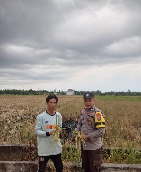 Panen Padi di Desa Sanglar, Bhabinkamtibmas Dukung Asta Cita Swasembada Pangan Nasional