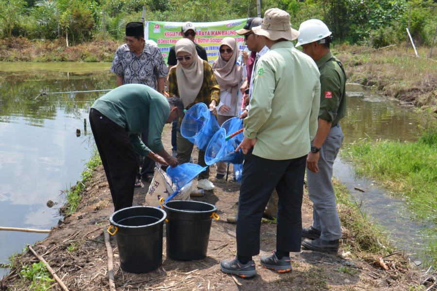 Masyarakat Sakai melaksanakan Panen Ikan Baung Program Kerjasama Perikanan PT Arara Abadi dan BRIN