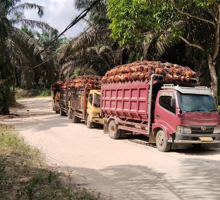 Kades Petalongan Tutup Akses Jalan Umum Larang Angkutan PT Indrawan Perkasa Lewat, Ada Apa?