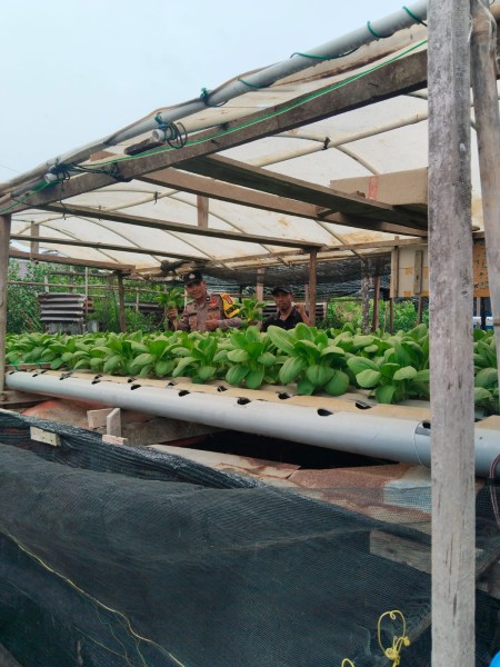 Dukung Program Asta Cita, Bhabinkamtibmas Sungai Simbar Monitoring Penanaman Sawi untuk Ketahanan Pangan
