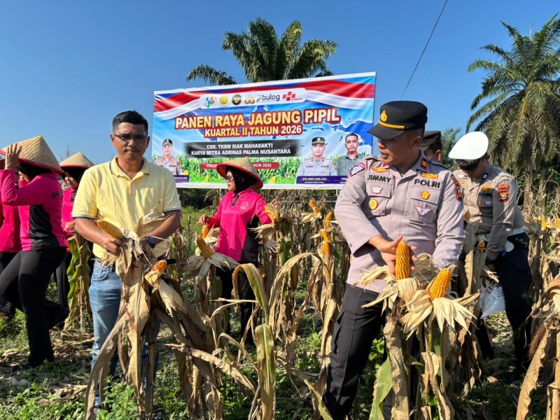 Panen 1 Ton Jagung Pipil, Polres Inhu Siapkan Lahan Baru untuk Swasembada Pangan di Batang Gansal