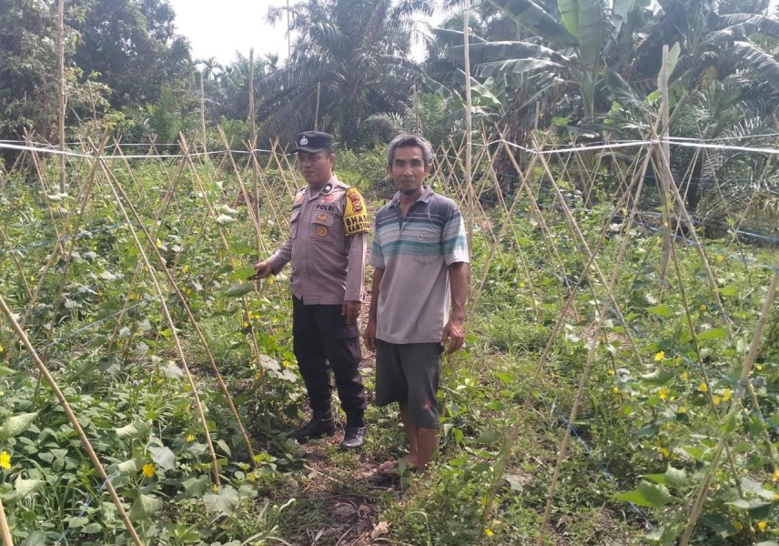 Dukung Ketahanan Pangan, Bhabinkamtibmas Kuala Cenaku Sambangi Petani Timun di Pulau Gelang