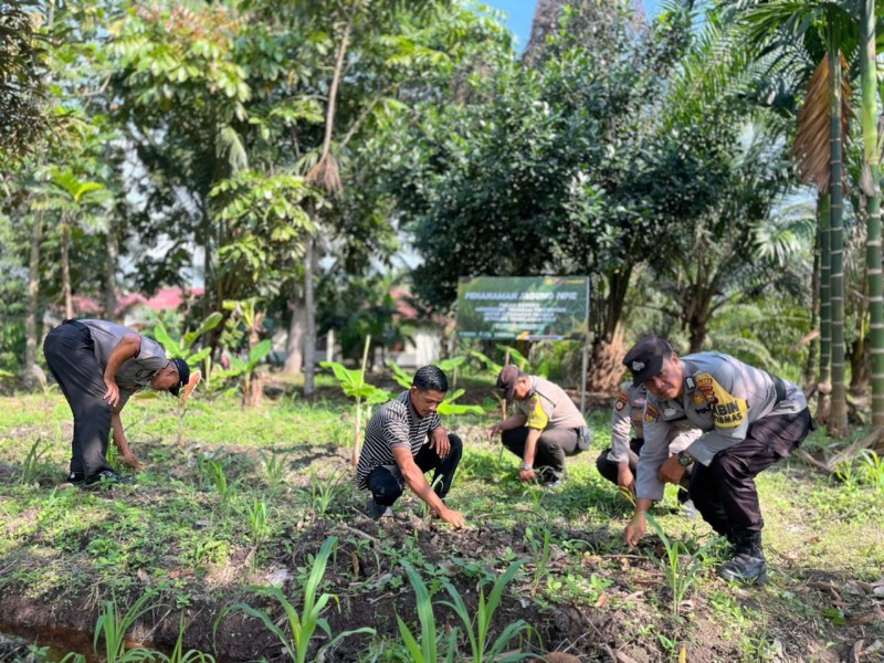 Polsek Tembilahan Hulu Update Pertumbuhan Jagung Dukung Program Asta Cita Ketahanan Pangan
