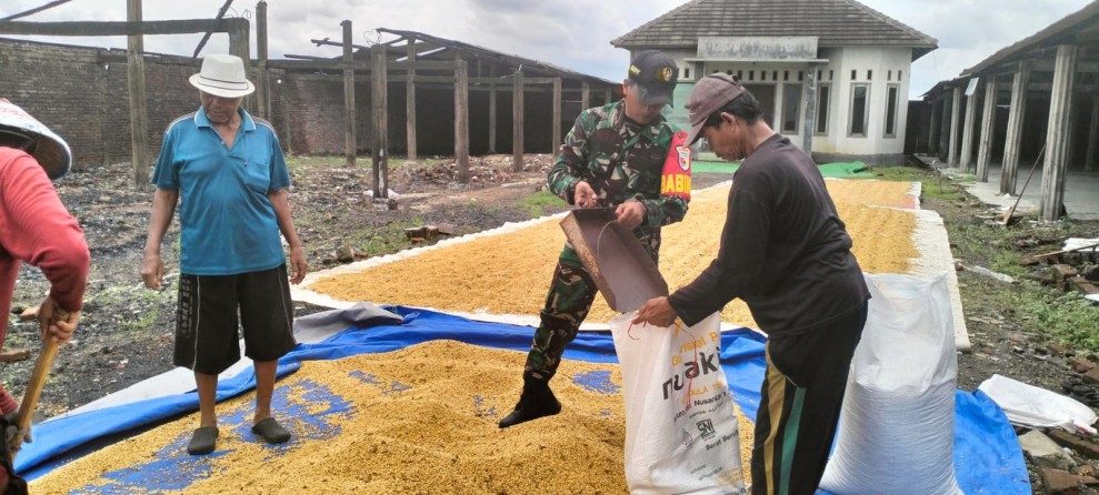 Sertu Hery Sutikno Bantu Petani Desa Bedahlawak Jemur Padi