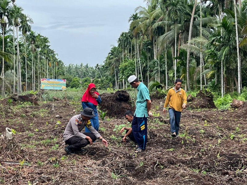 Polsek Tembilahan Hulu Semprot Hama Ulat dan Pantau Progres Jagung Kuartal I Sistem Tumpang Sari di Desa Sialang Panjang