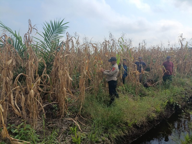 Polsek Sungai Batang Bersama Kelompok Tani Panen Jagung Kuartal II, Dukung Swasembada Pangan 2026