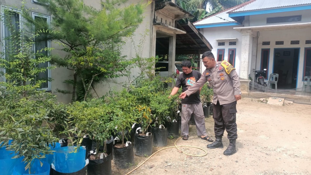 Bhabinkamtibmas Kuala Cenaku Kunjungi Warga Penanam Cabai, Dorong Tanam Jagung Pipil