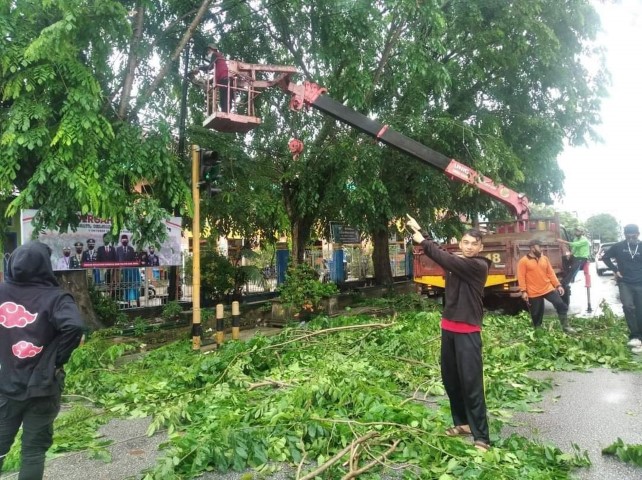  Tutupi Lampu Merah di Jl. Simpang M Boya, DLHK Inhil Lakukan Pemotongan Ranting Pohon