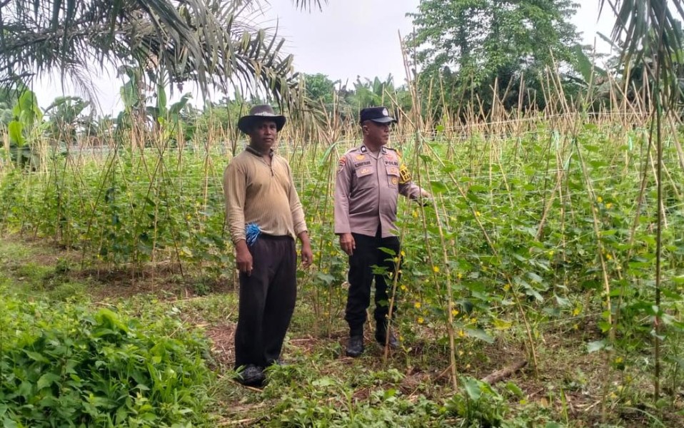 Bhabinkamtibmas Polsek Kuala Cenaku Sambangi Petani Timun di Pulau Kemudi, Ajak Optimalkan Lahan Kosong