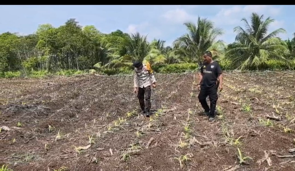 Bhabinkamtibmas Polsek Mandah Cek Perkembangan Tanaman Jagung di Lahan PT RSA, Dukung Swasembada Pangan