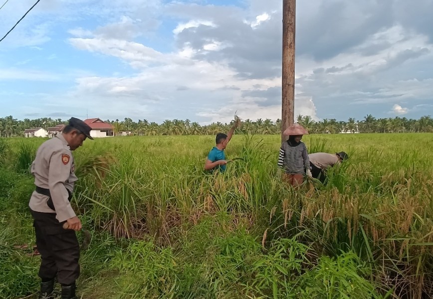 Warga Ikut Panen Padi Milik Polsek Sungai Batang, Bentuk Dukungan Ketahanan Pangan