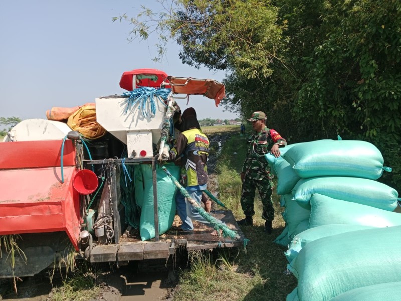 Sertu Moh Rudi Bantu Petani Kedunglosari Panen