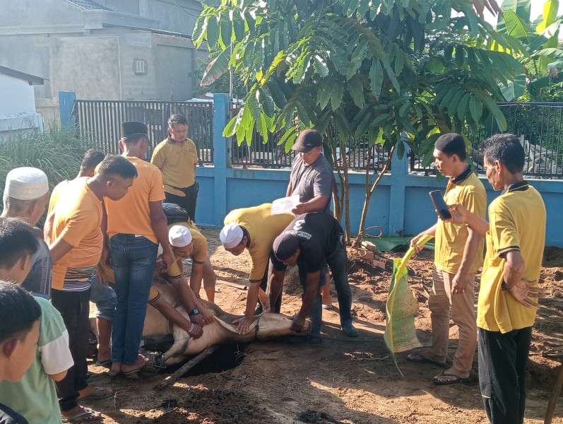 Hari Raya Idul Adha, Surau Al Magfirah Jl H Chalid Sembelih 5 Ekor Sapi dan 2 Kambing