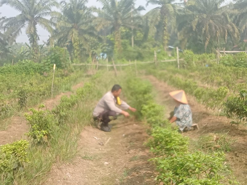 Bhabinkamtibmas Kuala Cenaku Sambangi Kebun Cabai Warga Desa Teluk Sungkai