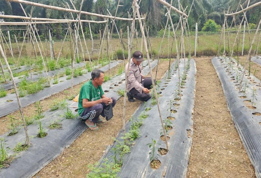 Bhabinkamtibmas Polsek Kuala Cenaku Kawal Swasembada Pangan di Teluk Sungkai