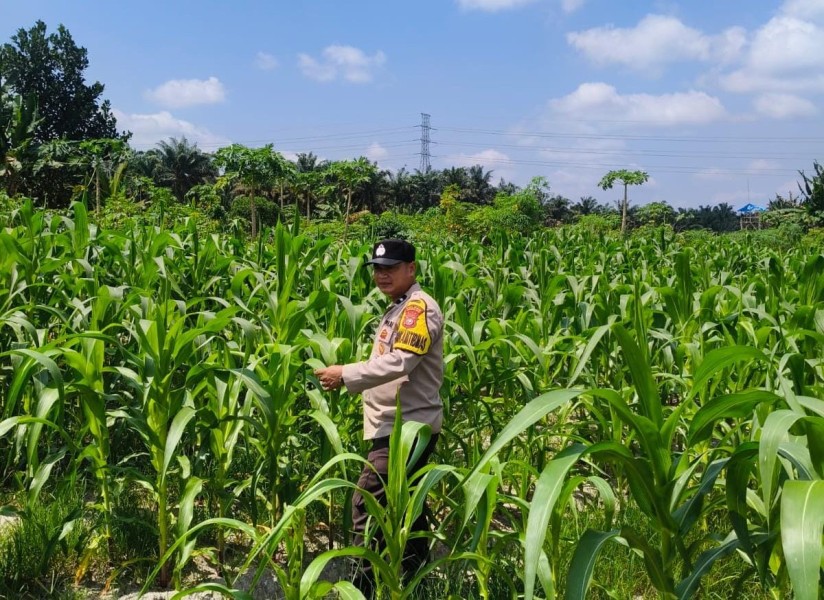 Dukung Swasembada Pangan, Polres Inhu Pantau Perkembangan Tanam Jagung Pipil di Dua Wilayah