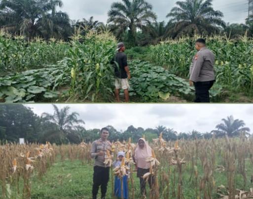 Polres Inhu Dampingi Warga Kembangkan Lahan Pekarangan dan Jagung Pipil 1,5 Hektar