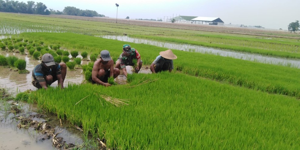 Kopka Zoni Pantau Pembibitan Padi Warga Desa Manduro