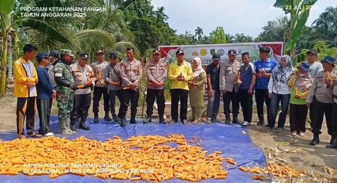 Panen Perdana Jagung Desa Limau Manis, Kapolsek Sarankan BUMDes Gunakan Alat Bajak Agar Hasil Maksimal
