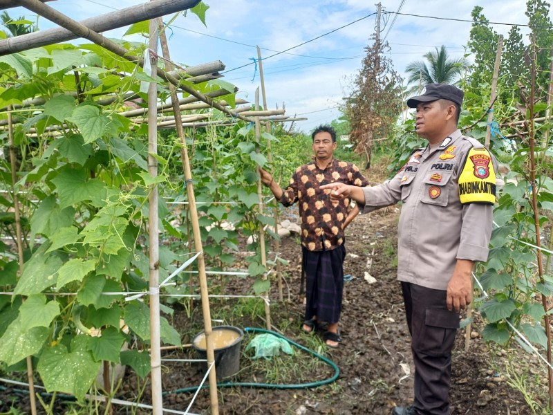 Bhabinkamtibmas Polsek Pelangiran Pantau Perkembangan Tanaman Mentimun di Desa Rotan Semelur