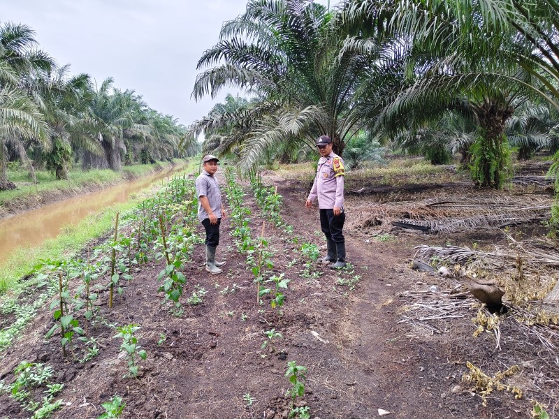 Bhabinkamtibmas Kuala Cenaku Blusukan ke Lahan Pertanian Rawa Sekip