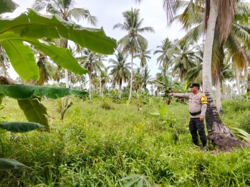 Polsek Tembilahan Hulu Cek Lahan Jagung Kuartal II Dukung Swasembada Pangan di Desa Pekan Kamis