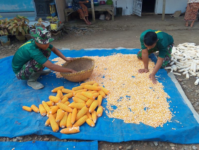 Komsos Humanis Satgas TMMD, Bantu Ibu Suminten Jemur Jagung Hasil Panen