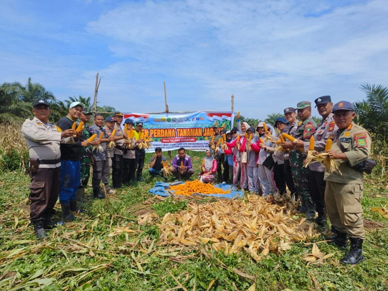 Panen Jagung Desa Talang Jangkang Sukses dan Melimpah