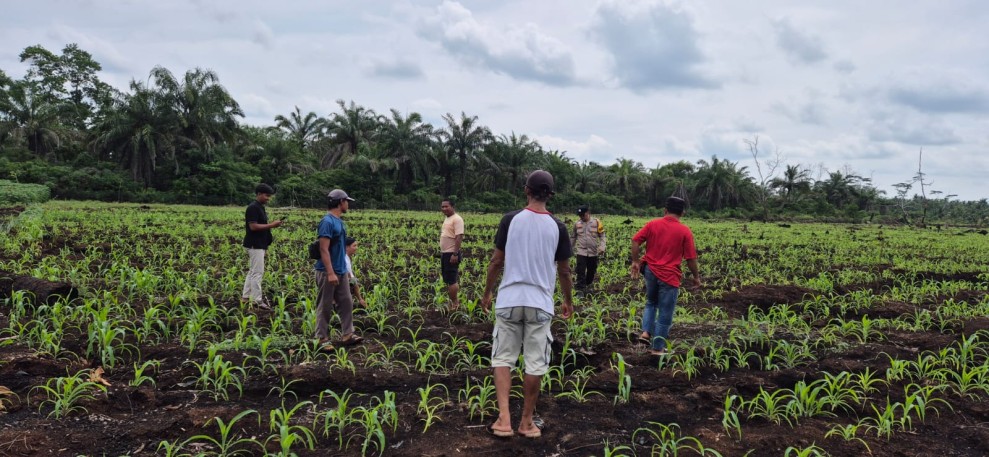 Polisi Turun ke Ladang: Pastikan Pertumbuhan Jagung di Tagagiri Tama Jaya Berjalan Baik