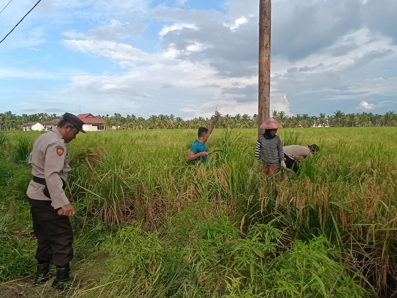 Tingkatkan Kesejahteraan Masyarakat, Polsek Sungai Batang Gelar Panen Raya Padi