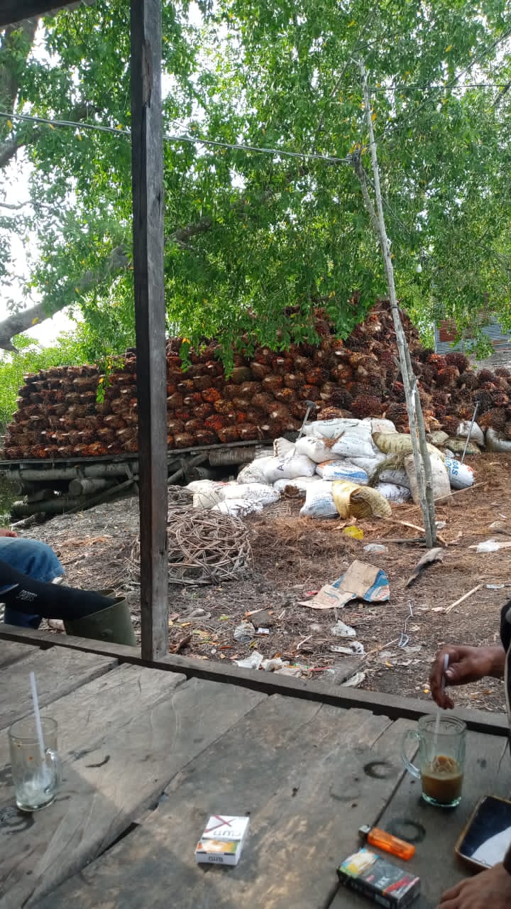 Masyarakat Pelika Rohil Menjerit Harga TBS ditingkat Penampung Mencekik Petani Sawit