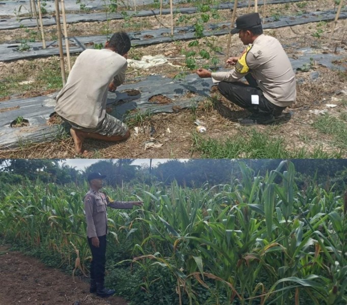 Dukung Ketahanan Pangan, Polres Inhu Kawal Pekarangan Bergizi dan Jagung Pipil