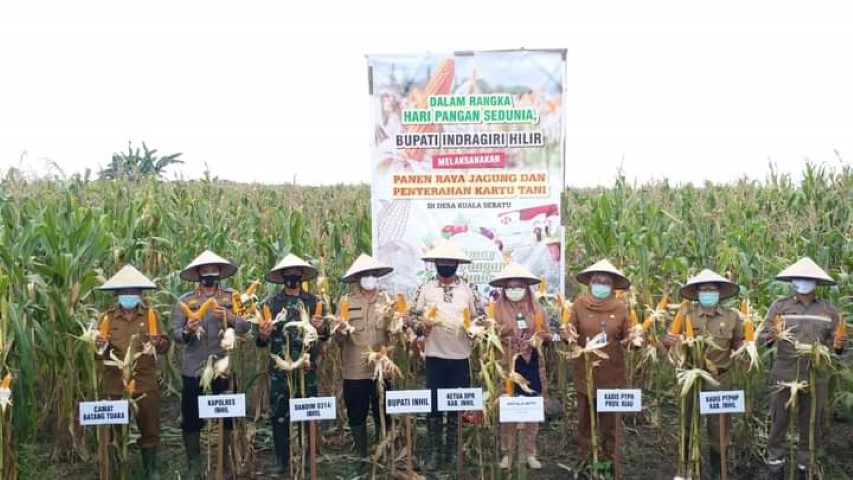 BPTP Balitbangtan Riau Dukung Kabupaten Inhil Kembangkan Jagung Komposit