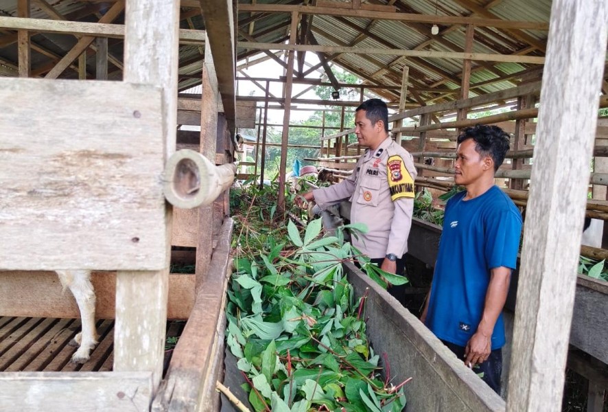 Dukung Ketahanan Pangan, Bhabinkamtibmas Kuala Cenaku Sambangi Peternak Sapi Desa Sukajadi