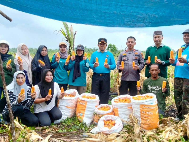 Panen Jagung di Desa Bente, Wujud Dukungan Program Asta Cita dan Ketahanan Pangan Nasional