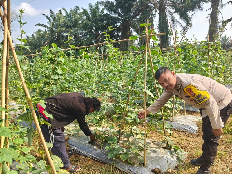 Polsek Kuala Cenaku Dukung Ketahanan Pangan Lewat Kunjungan ke Petani Timun di Teluk Sungkai