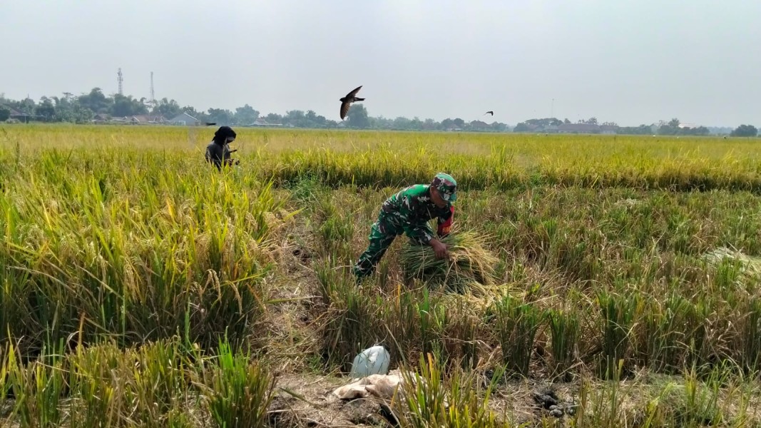 Babinsa Koramil Mojoagung Bersinergi dengan Petani Optimalkan Ketahanan Pangan