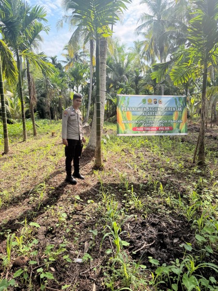 Om Bhabin Milenial Polsek Tembilahan Brigpol Salman Rutin Cek Tanaman Jagung Warga