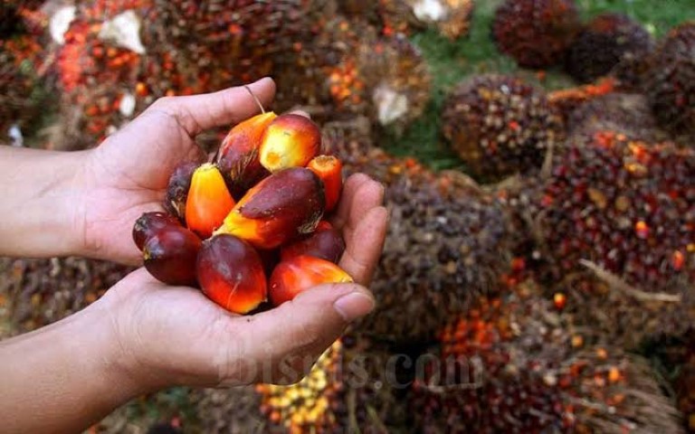 Disbun Inhil: Harga TBS Sawit Riau Periode 4-10 Agustus 2021 Melonjak Jadi Rp 2.762,70 Perkilo
