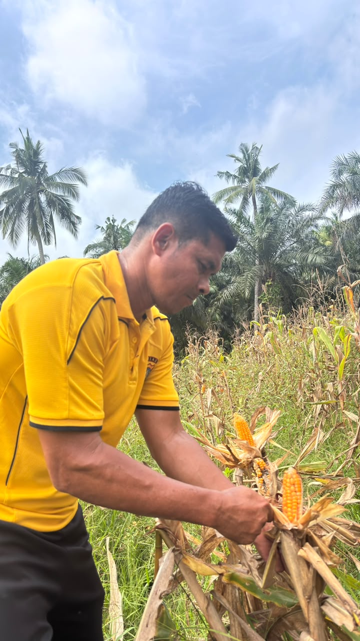 Dukung Ketahanan Pangan Nasional, Kapolsek Sabak Auh Cek Langsung Jagung Pipil Siap Panen