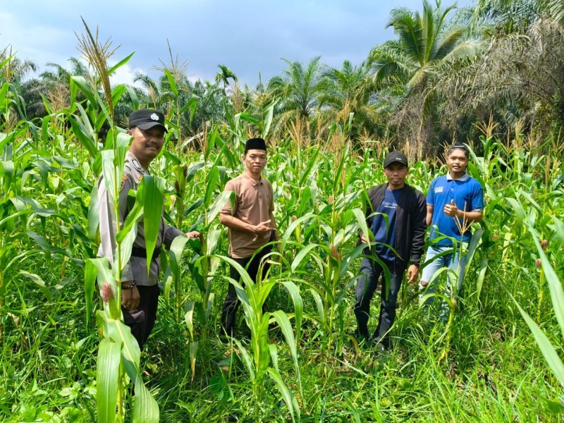 Senyum BUMDes Sialang Panjang dan Bhabinkamtibmas Merekah Dikala Jagung Mulai Berbuah