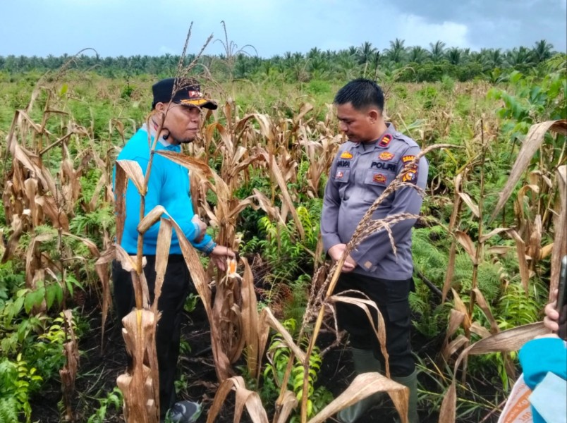 Kapolsek Mandah Bersama Camat Tinjau Perkembangan Tanaman Jagung dan Jahe di Desa Pelanduk