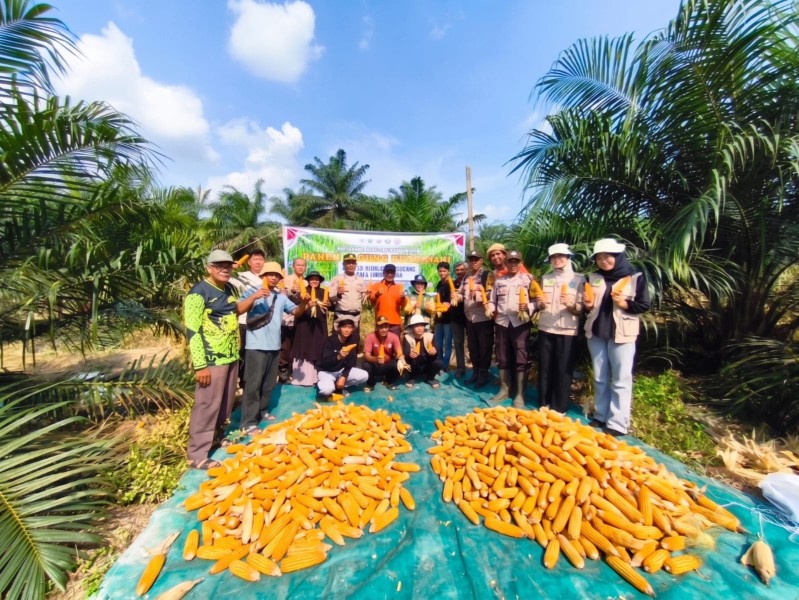 Panen Jagung di Lahan BUMDes Mianggul Gemilang Desa Limau Manis, Bersinergi bersama Polri